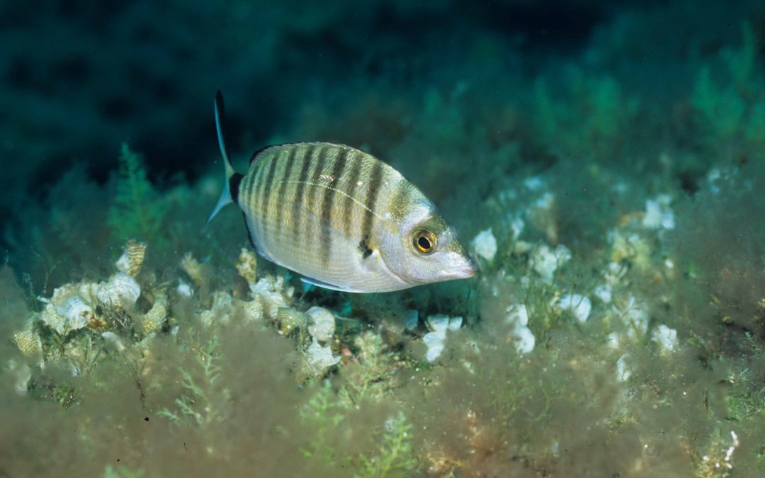 Diplodus puntazzo