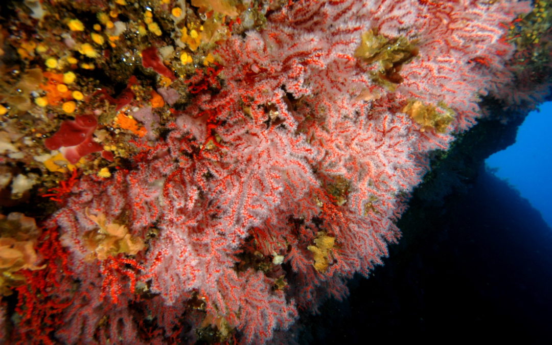 Corallium rubrum