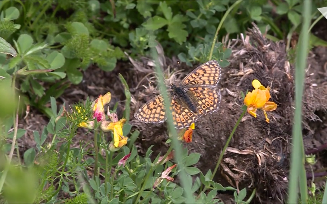 The urgent need to take care of ecosystems to prevent butterflies loss